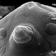 Illustration for article titled Newly discovered species could be the last one standing on Earth